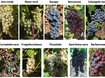 Antichi biotipi e vitigni autoctoni recuperati in Provincia di Bari, Puglia