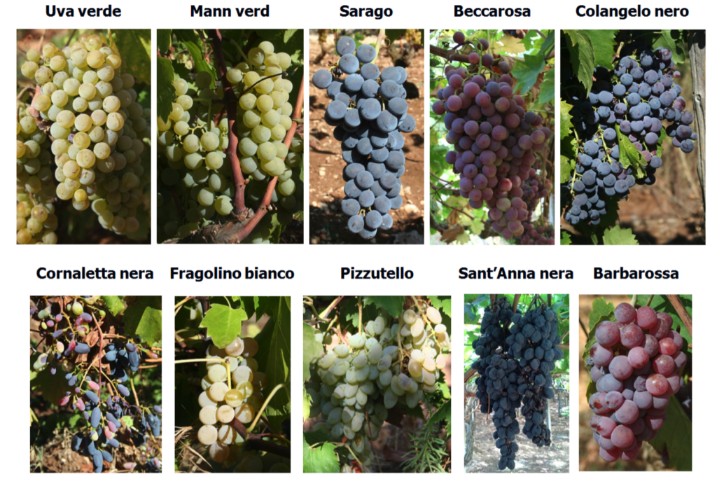 Antichi biotipi e vitigni autoctoni recuperati in Provincia di Bari, Puglia 
