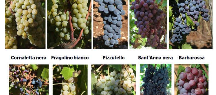 Antichi biotipi e vitigni autoctoni recuperati in Provincia di Bari, Puglia